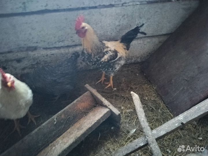 Молодые петухи