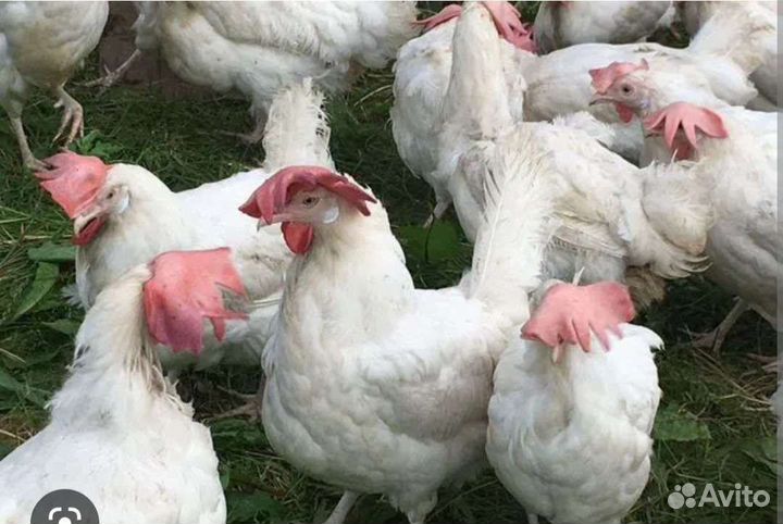 Куры молодки несушки
