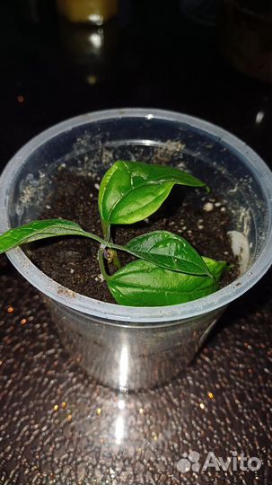 Клеродендрум отроски