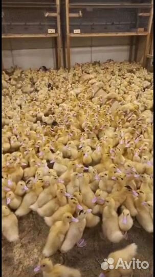 Живая птица