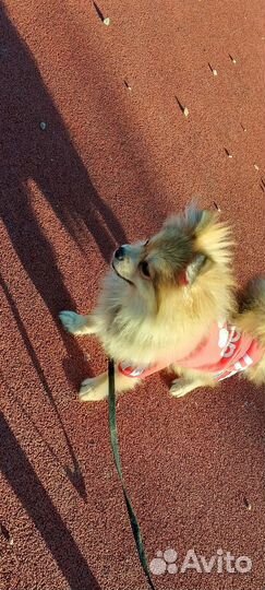 Щенок померанцкий немецкий щпиц