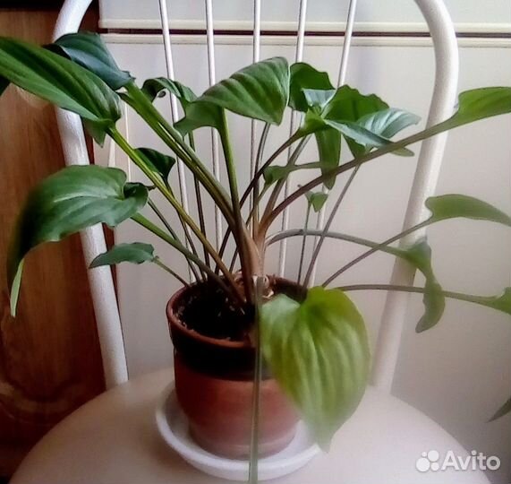 Комнатные растения цветы