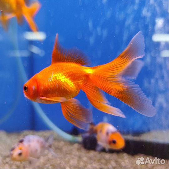Золотые рыбки