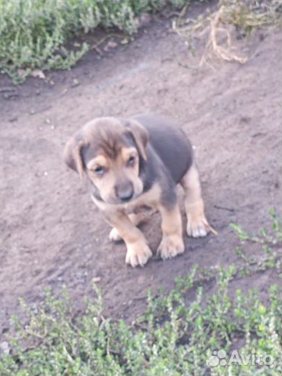 Собаки щенки бесплатно