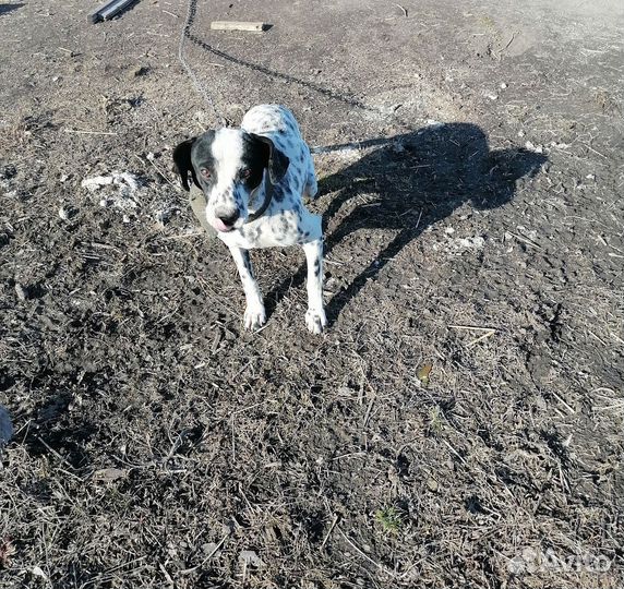 Далматинец