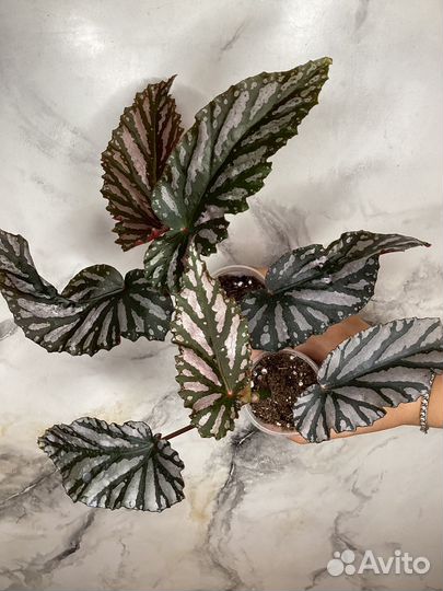 Бегонии, гинура, дреге