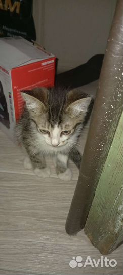 Котята 2 месяца (мальчик и девочка )