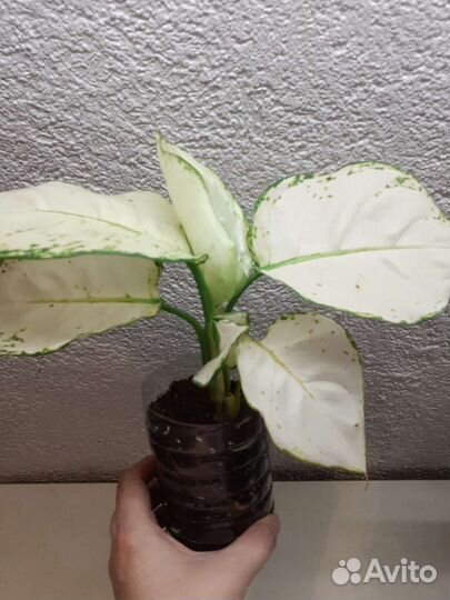 Аглаонема супер вайт