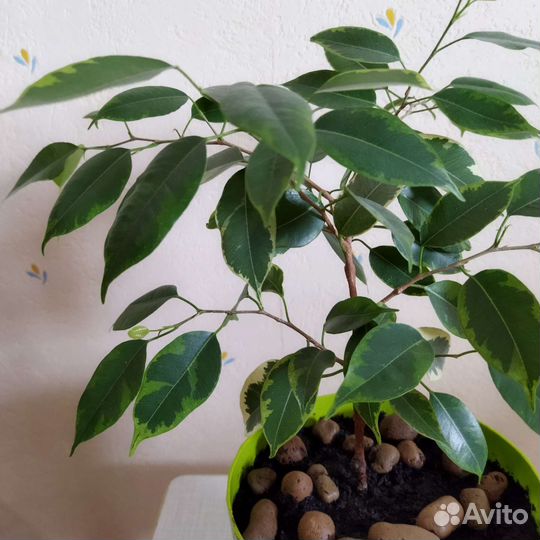 Фикус бенджамина белый