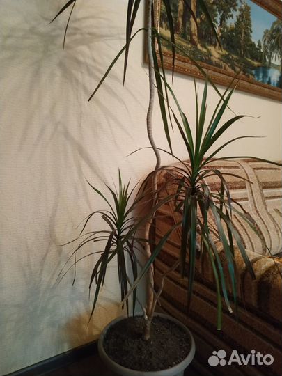 Пальма драцена