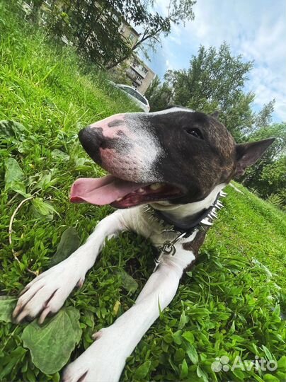 Бультерьер вязка