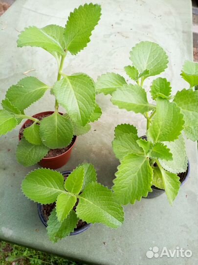 Мята домашняя (плектрантус)