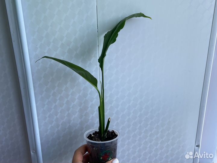 Спатифиллум