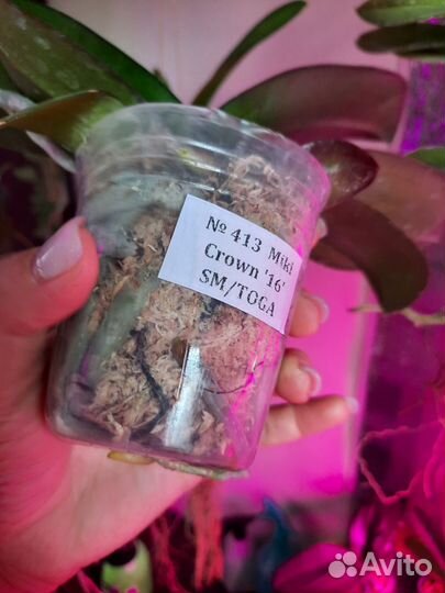 Орхидея фаленопсис Miki Grown