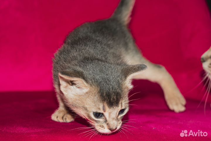 Абиссинские котята