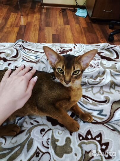 Абиссинская