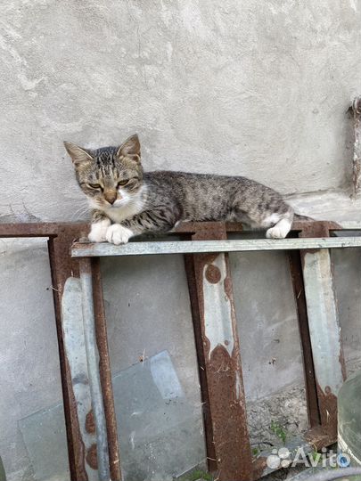 Кошечка в добрые руки