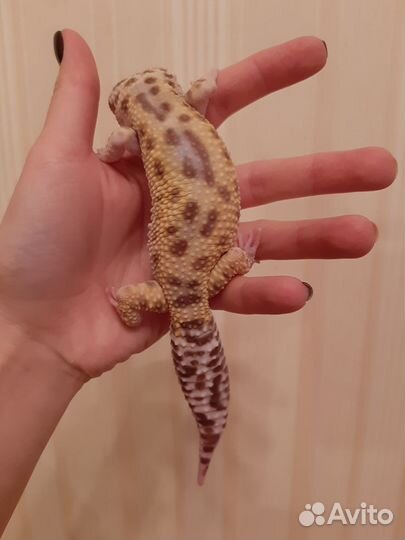 Геккон эублефар самец