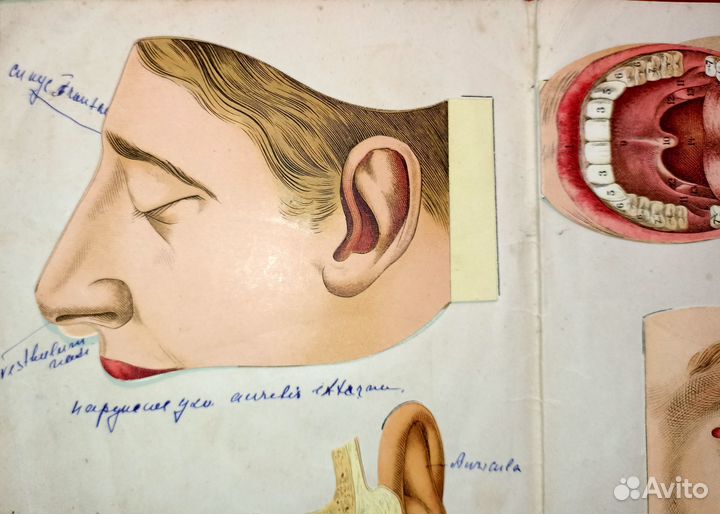 Вкладка-раскладушка - Анатомия головы