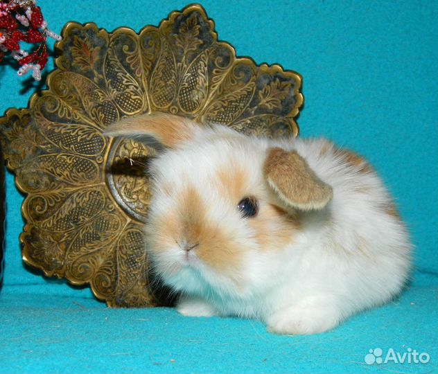 Карликовый барашек