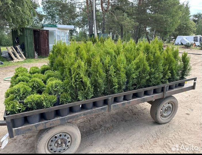 Туя Брабант из питомника.Доставка бесплатная