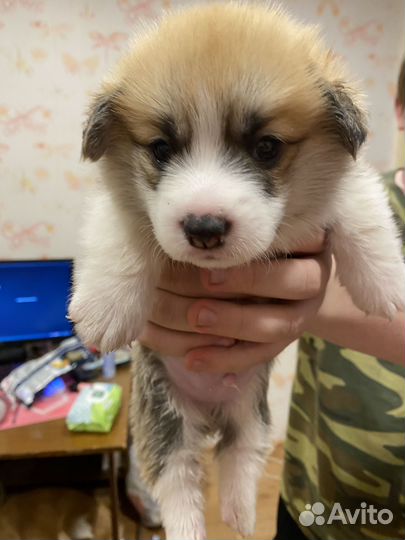 Щенки корги