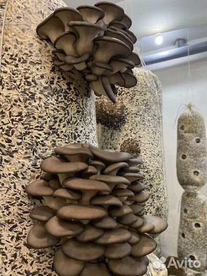 Грибные блоки вешенка