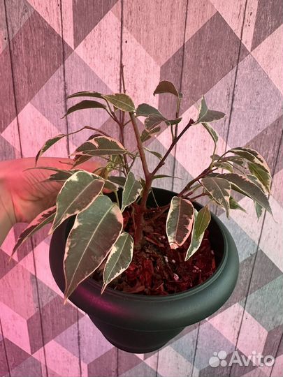 Бенджамина