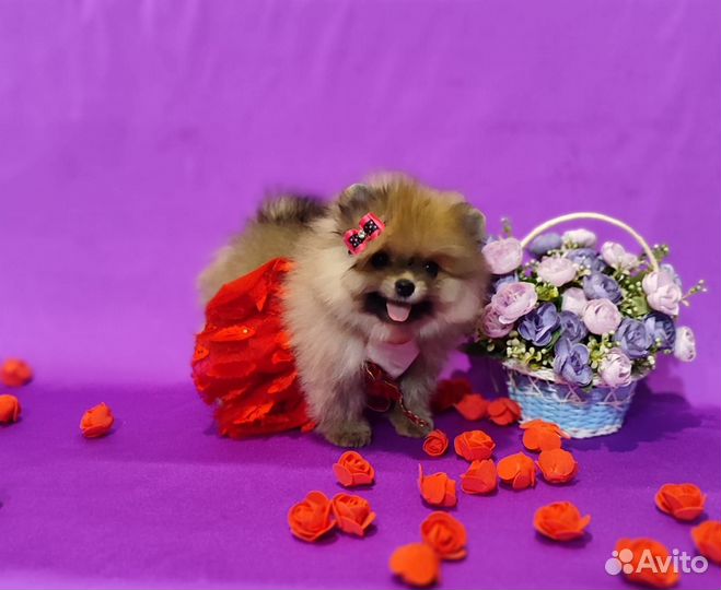 Яркая мишка шпиц