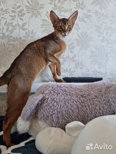 Абиссинская кошка