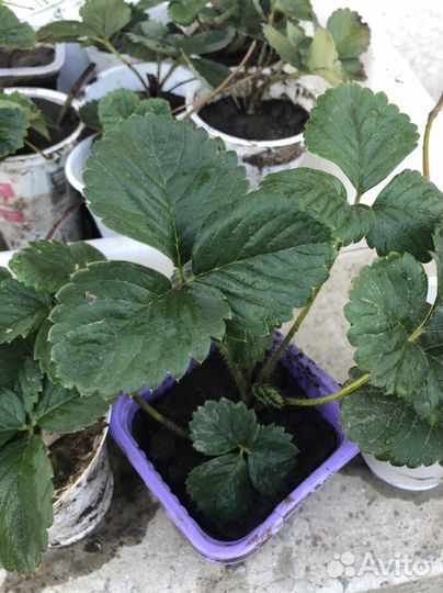 Клубника ремонтантная