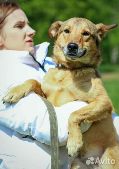 Маленькая, трогательная Одри ждёт своего человека