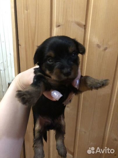 Щенки йоркширского терьера