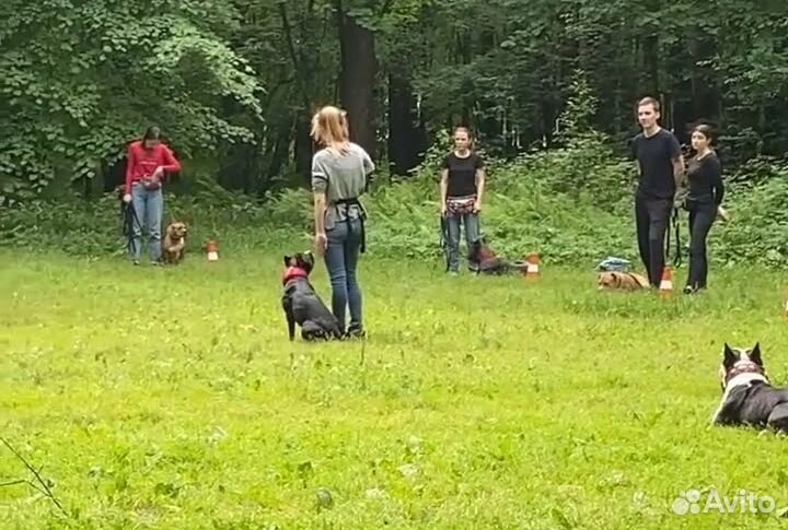 Услуги кинолога, курс для щенков