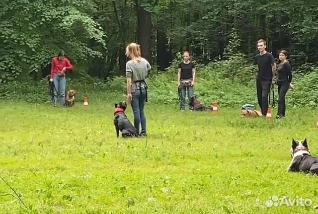 Услуги кинолога, курс для щенков