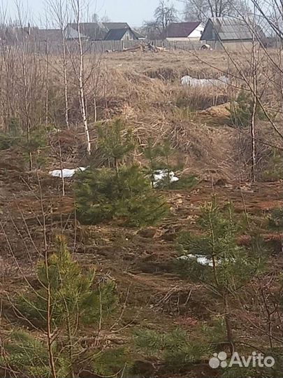 Сосна, березки, с Доставкой