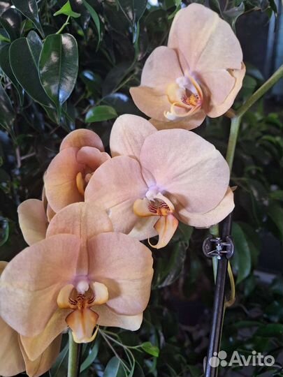 Сортовые орхидеи фаленопсисы