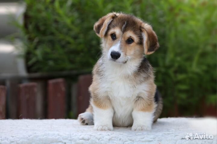 Вельш Корги Пемброк