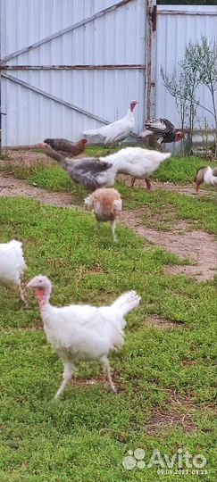 Индюк,гуси,куры