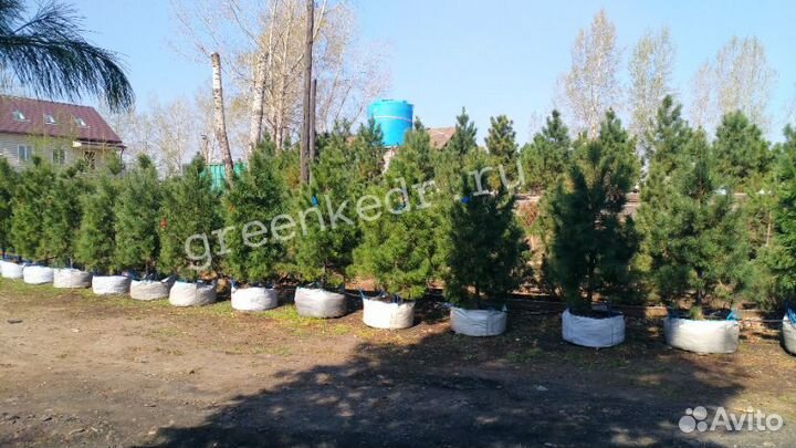 Кедр Сибирский 180-220см Экстра класс