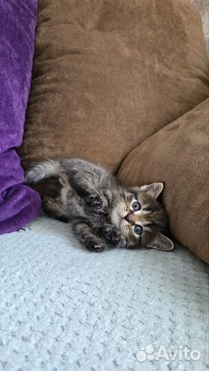 Отдаю котенка бесплатно