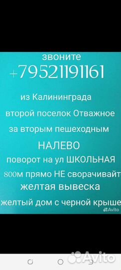 Нектарин саженцы