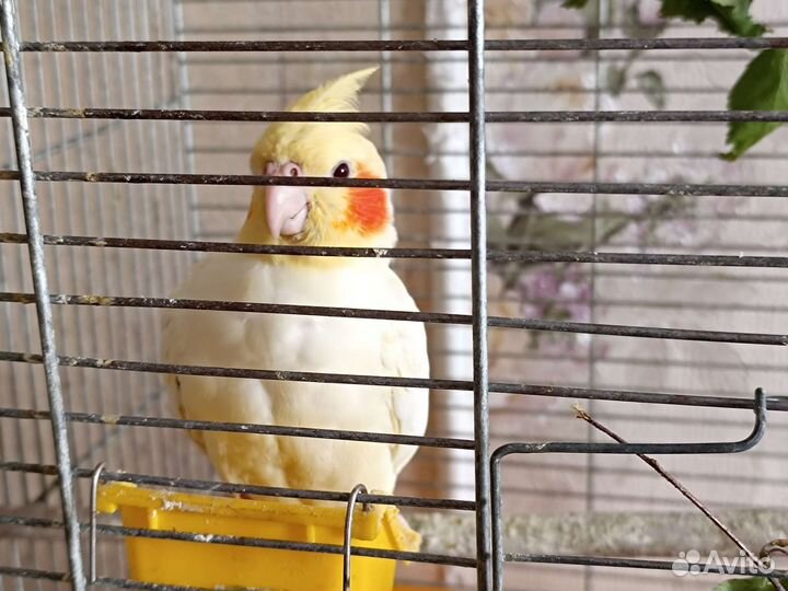 Самка кореллы