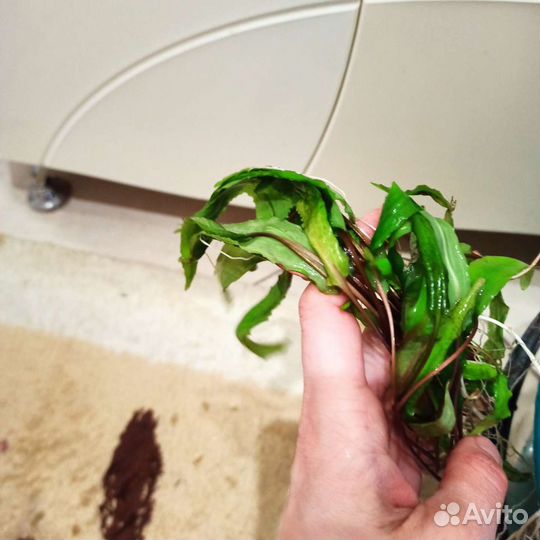 Аквариумные растения