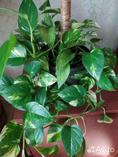 Комнатные цветы