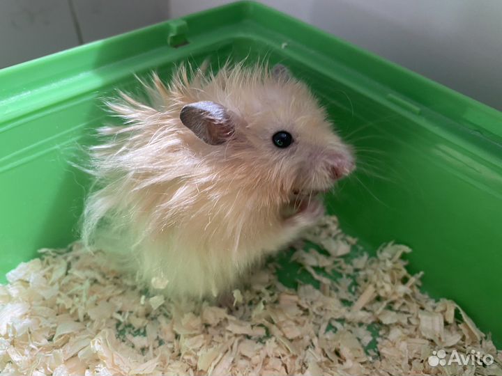 Серийские хомяки