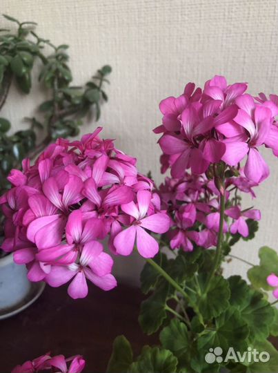Герань пеларгония розовая