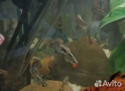 Аквариумные рыбки