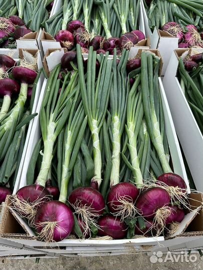 Ялтинский лук от Крымского Производителя урожай 23