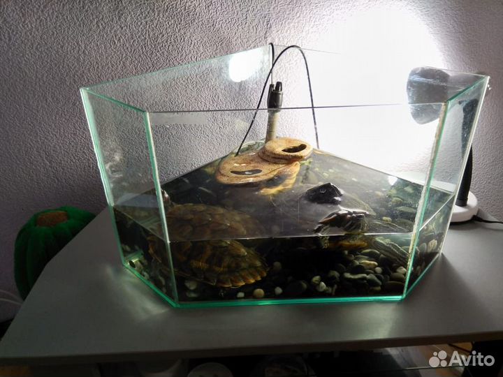 Черепашки красноухие